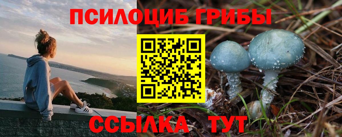 Галлюциногенные грибы Psilocybine cubensis Фрязино