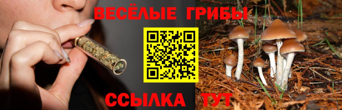 A PVP Фрязино